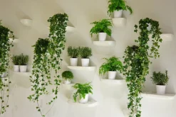 Corniches