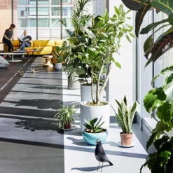 Eames House Bird